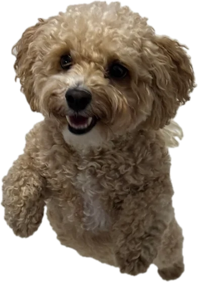 Mitsy, a curly apricot poodle-cross, standing on her back legs and smiling